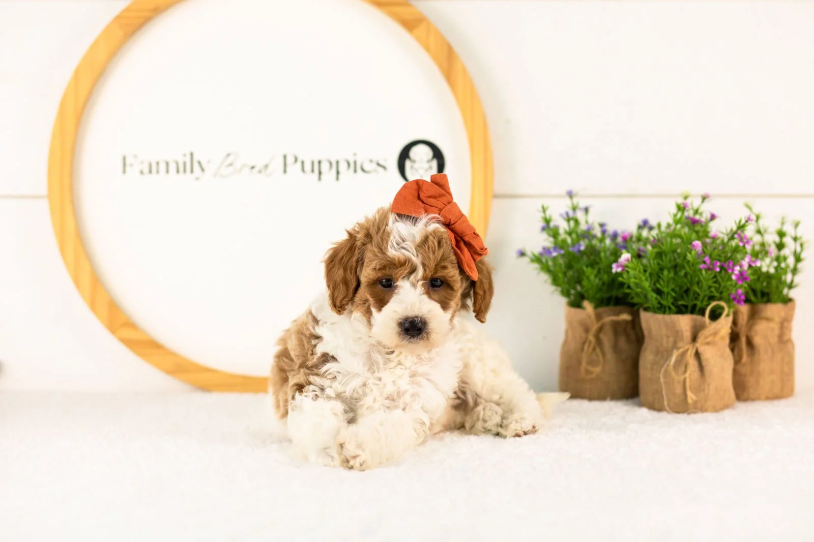 Lucy goldendoodle for sale.jpg