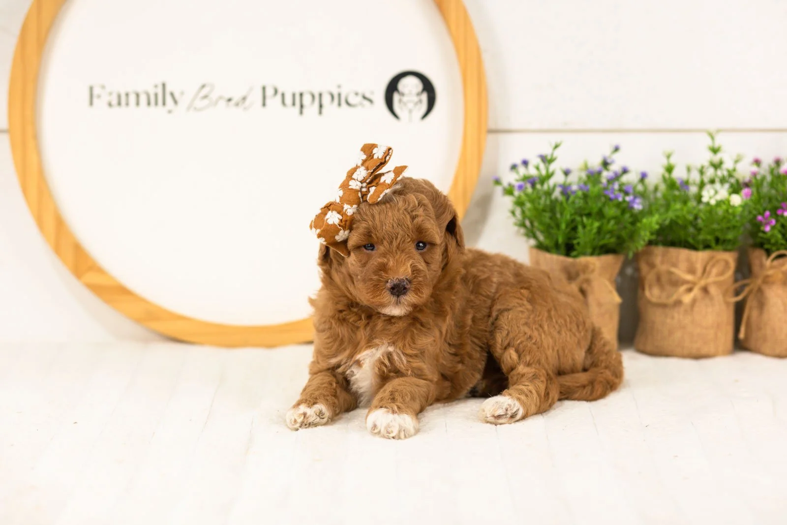 Serenity goldendoodle for sale.jpg