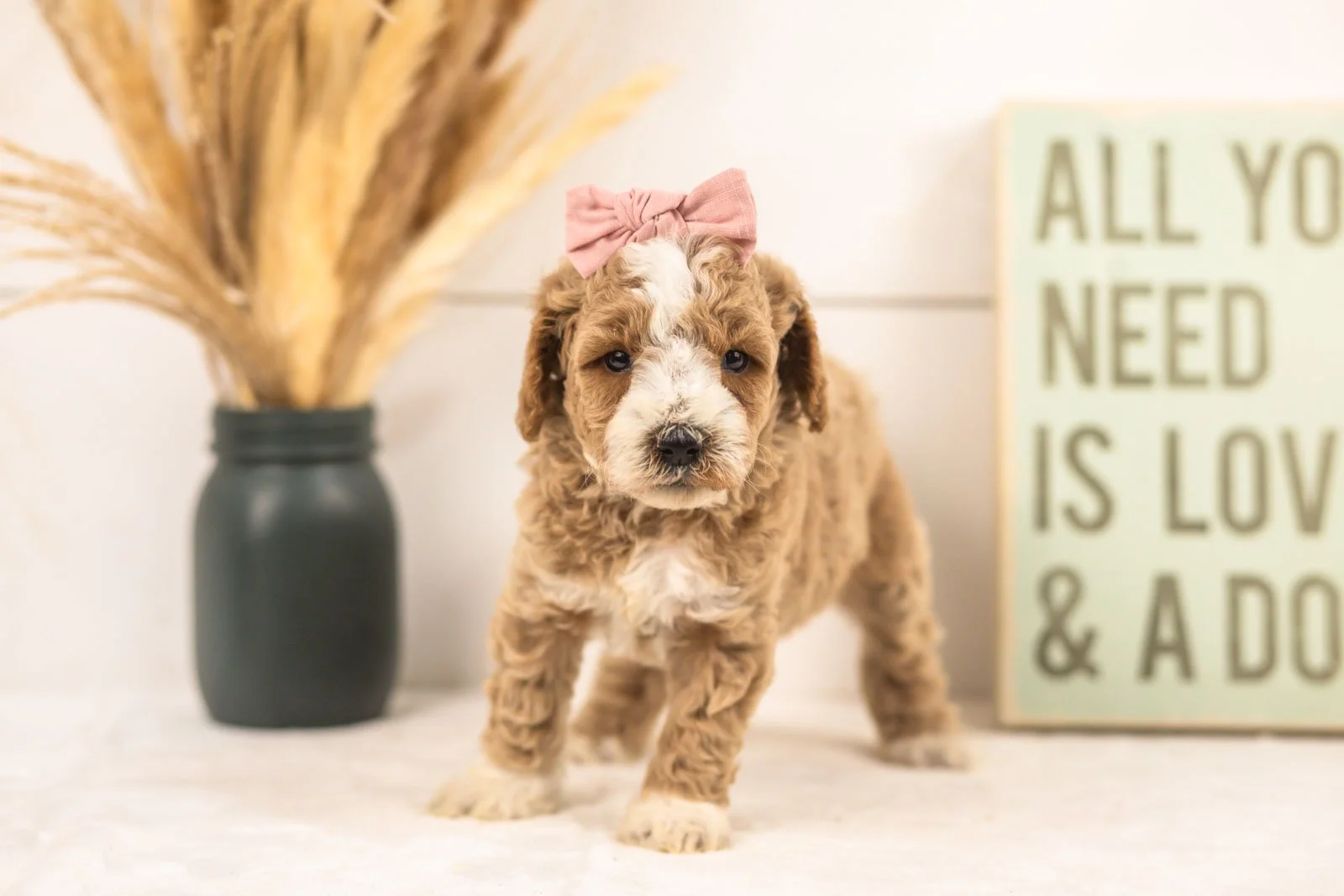 Ivy goldendoodle for sale(3).jpg