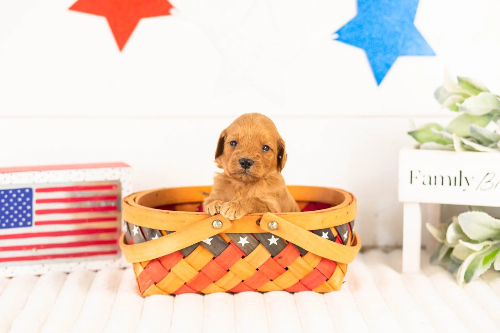Bryce goldendoodle for sale(3).jpg