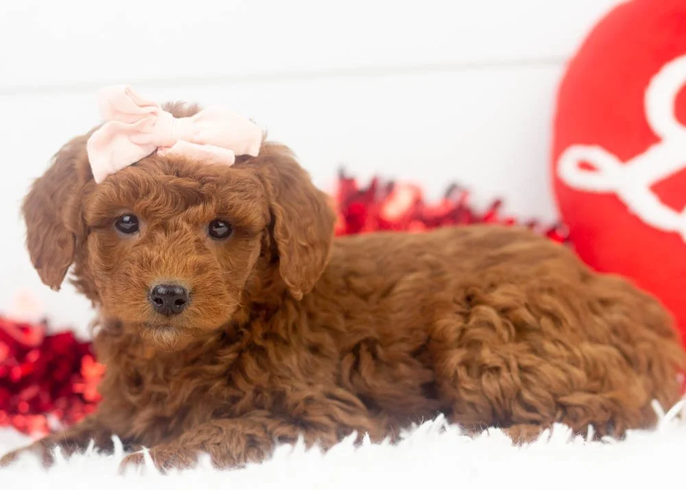 Leah goldendoodle for sale.jpg