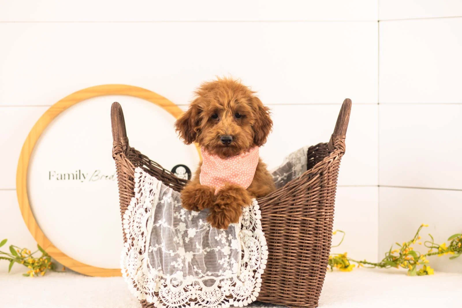 Russell goldendoodle for sale(3).jpg