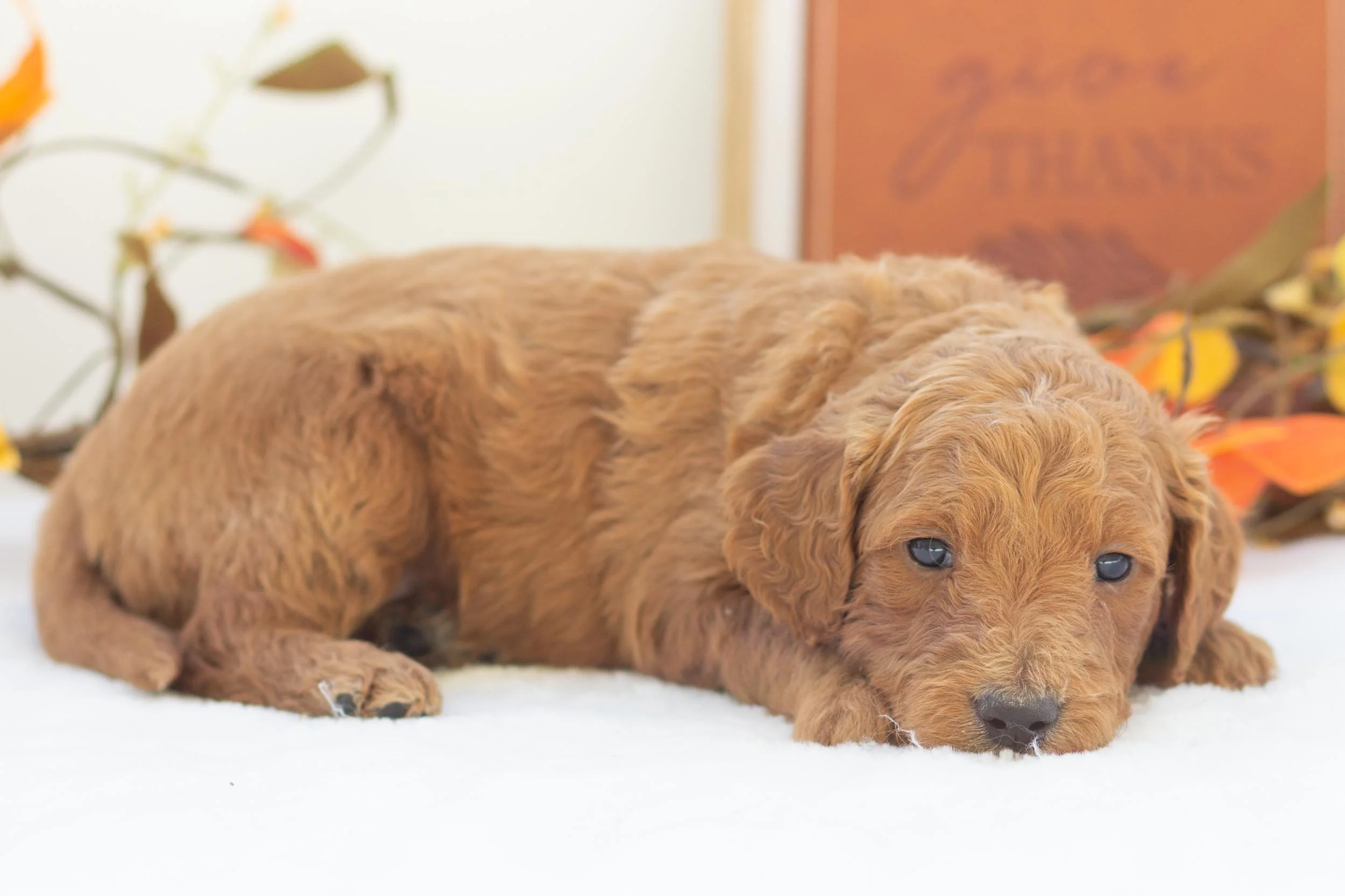 pie goldendoodle for sale(2).jpg