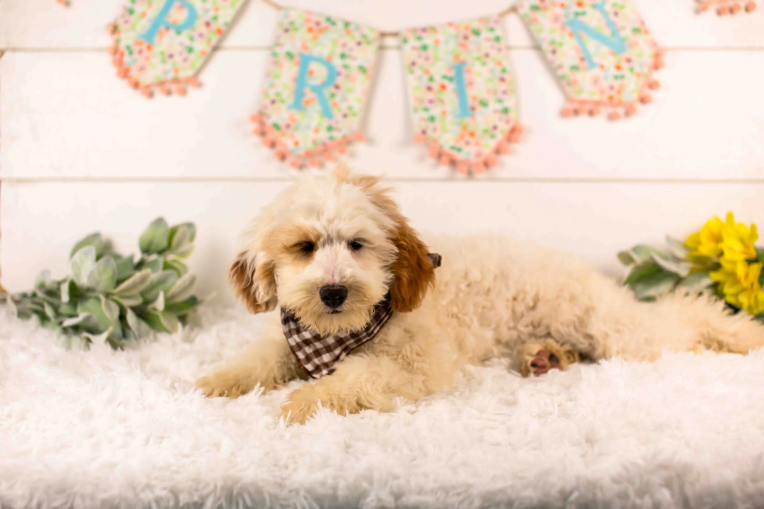 goldendoodle for sale