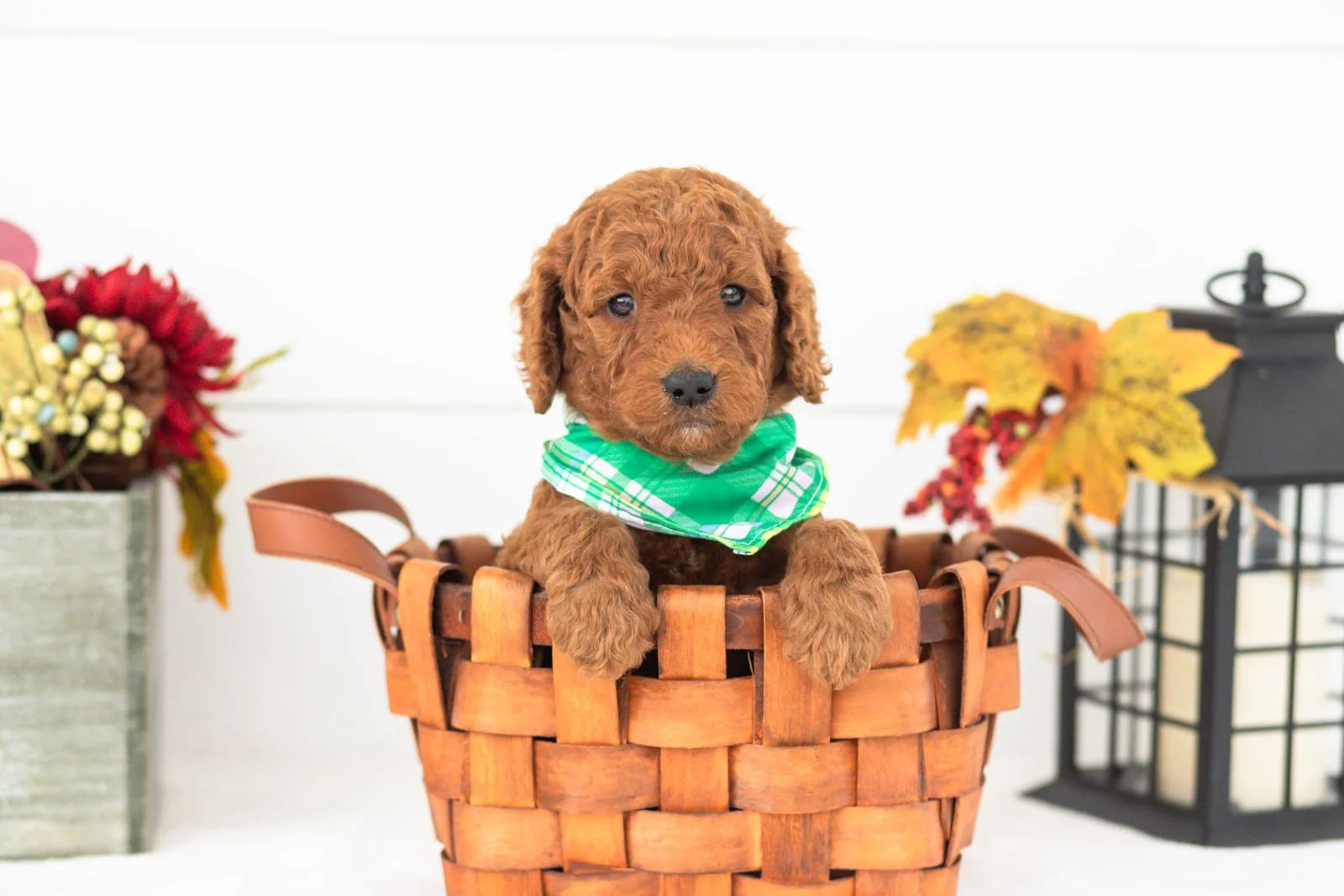 Roo goldendoodle for sale.jpg