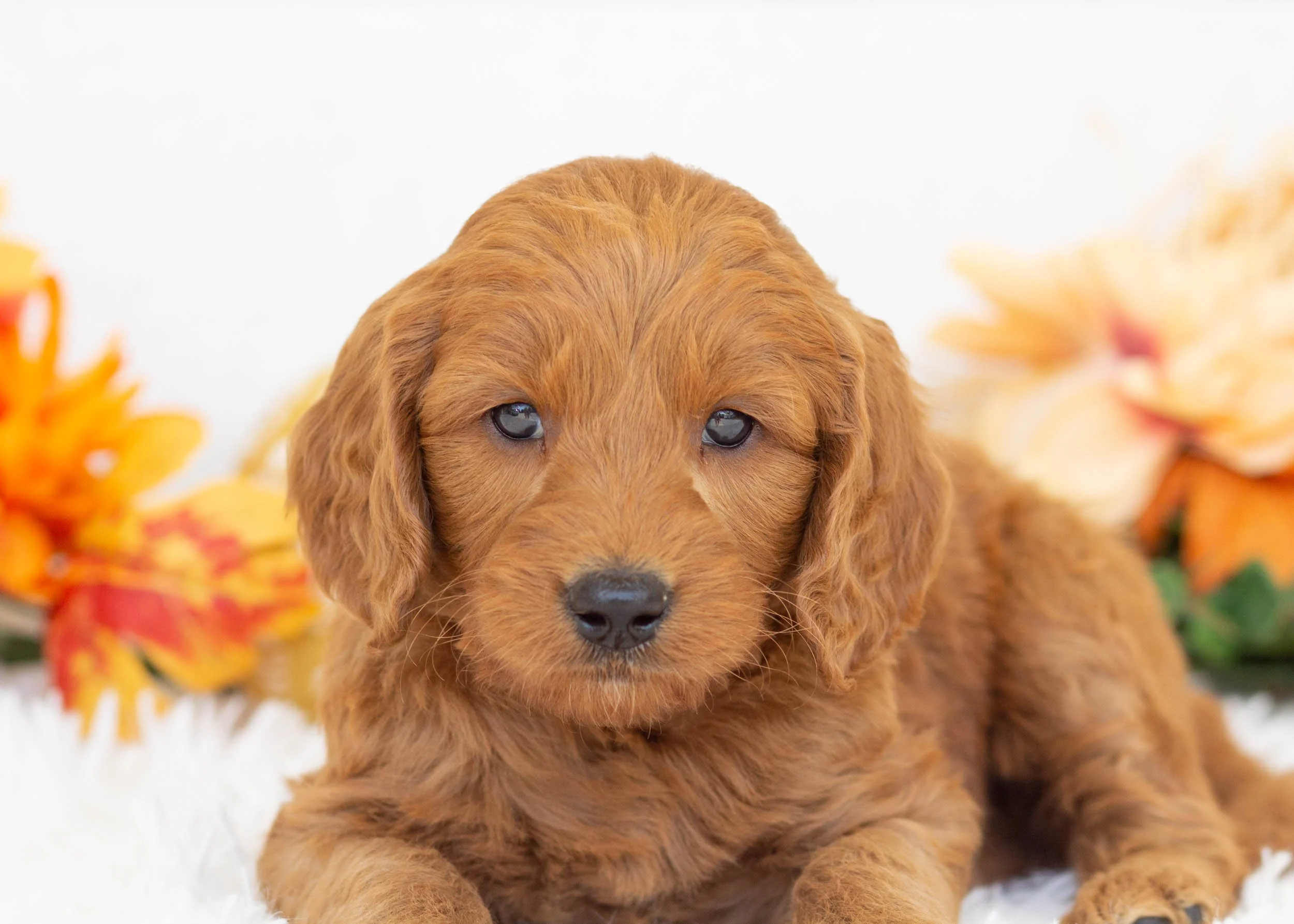 Putter goldendoodle for sale(1).jpg