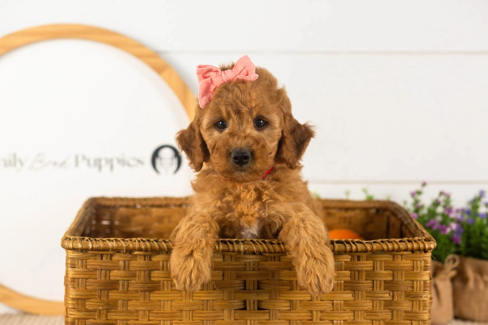 savannah goldendoodle for sale(2).jpg