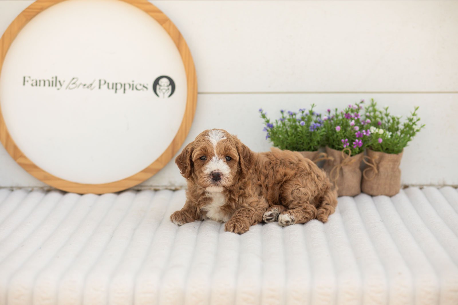 Mack goldendoodle for sale.jpg