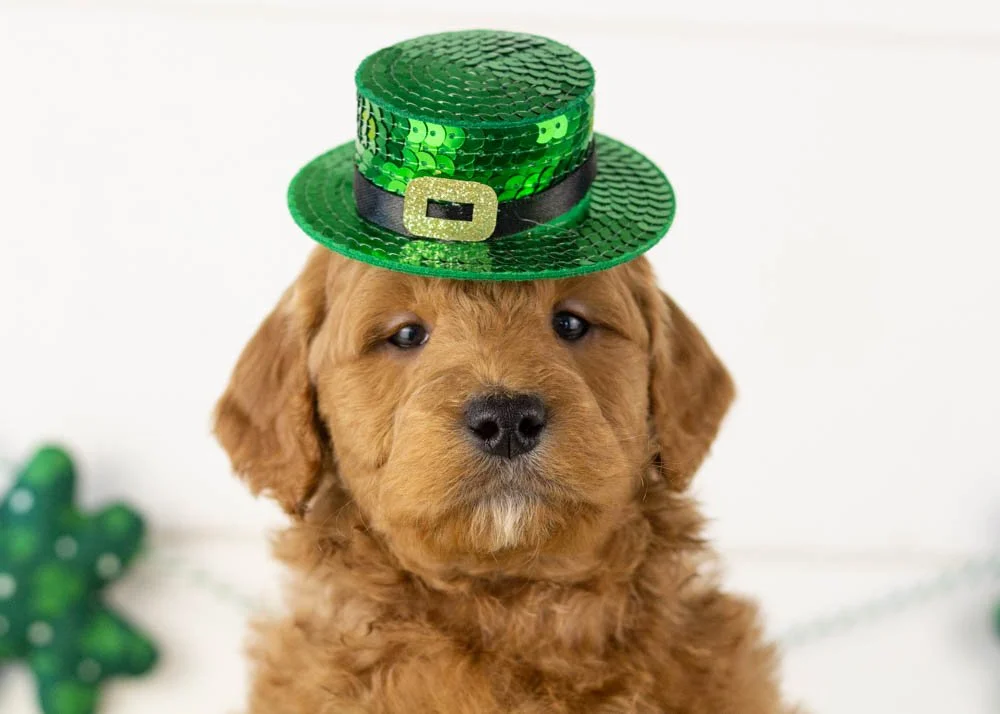 Brew goldendoodle for sale.jpg