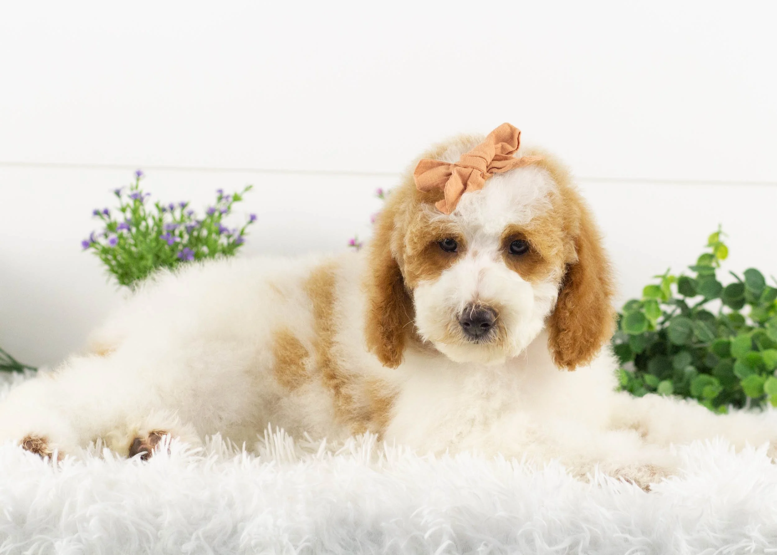 Sunkist Goldendoodle for sale.jpg