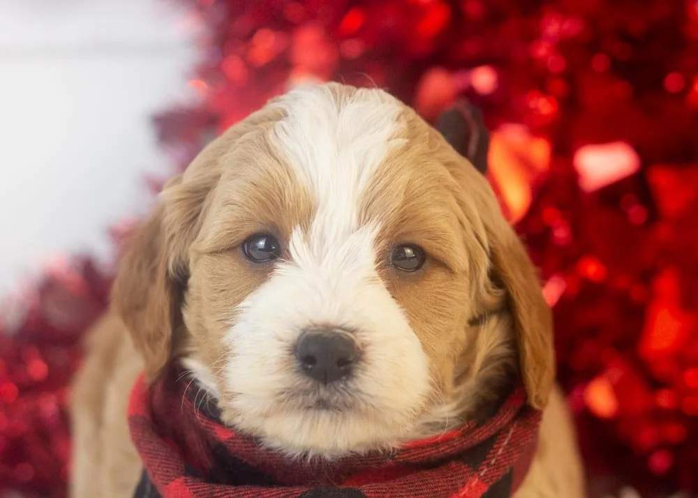 Clark goldendoodle for sale(2).jpg