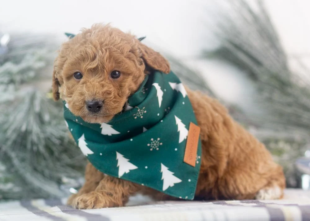 Mort goldendoodle for sale.jpg