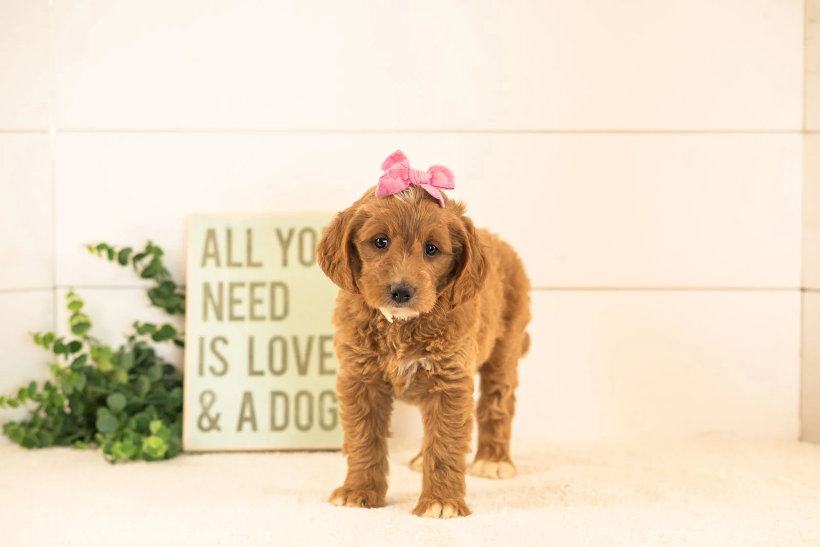 Ophelia goldendoodle for sale(1).jpg