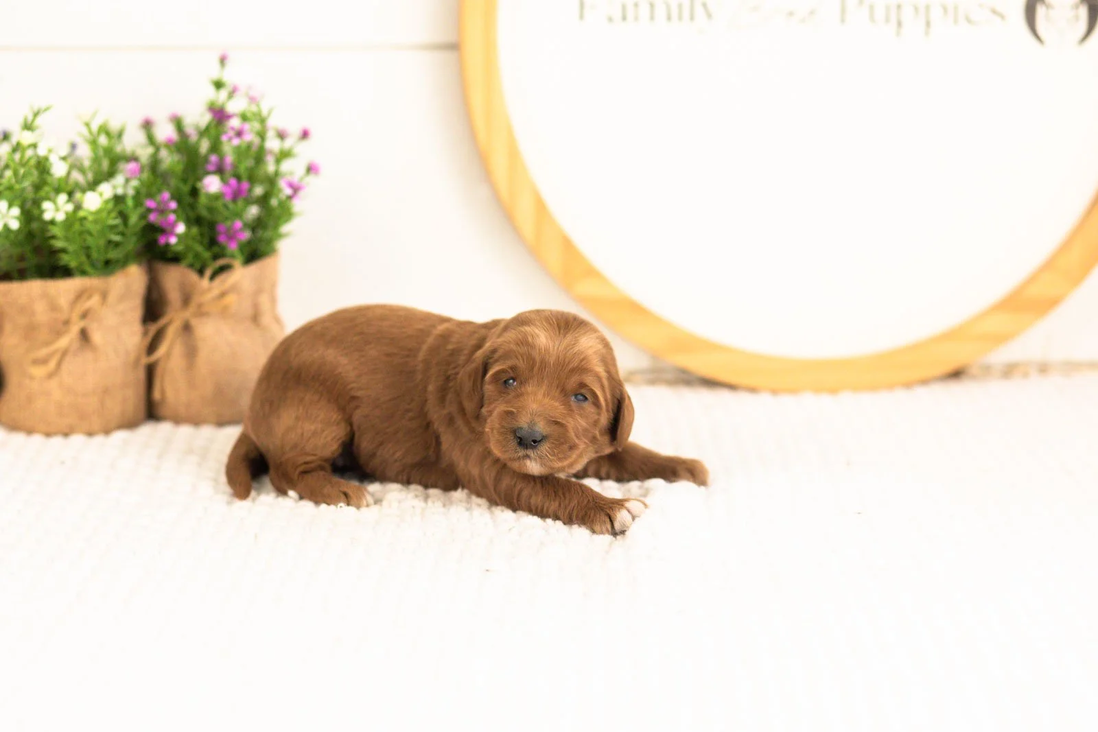 Summer goldendoodle for sale.jpg