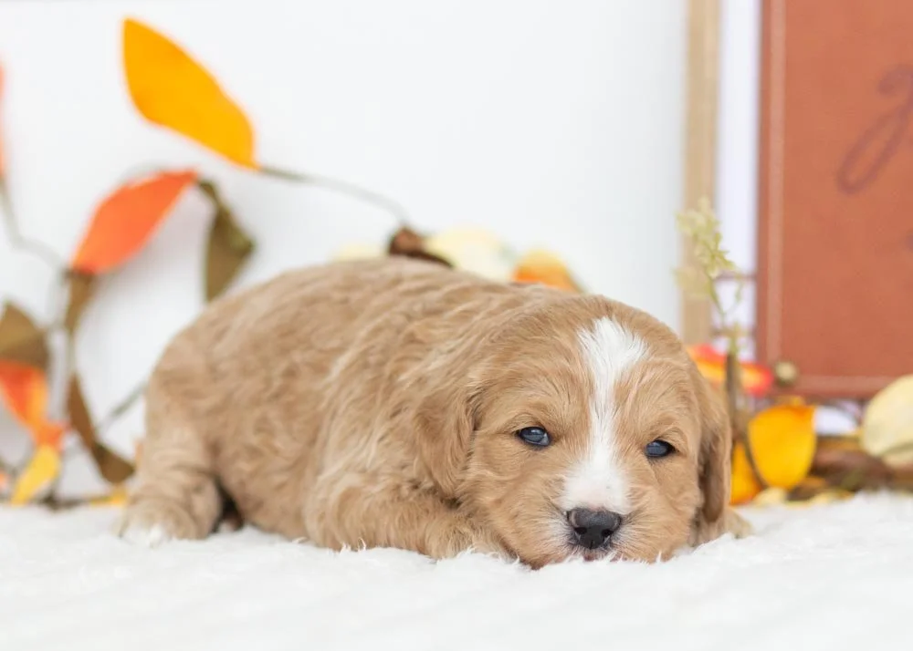 Starlight Goldendoodle for sale(1).jpg
