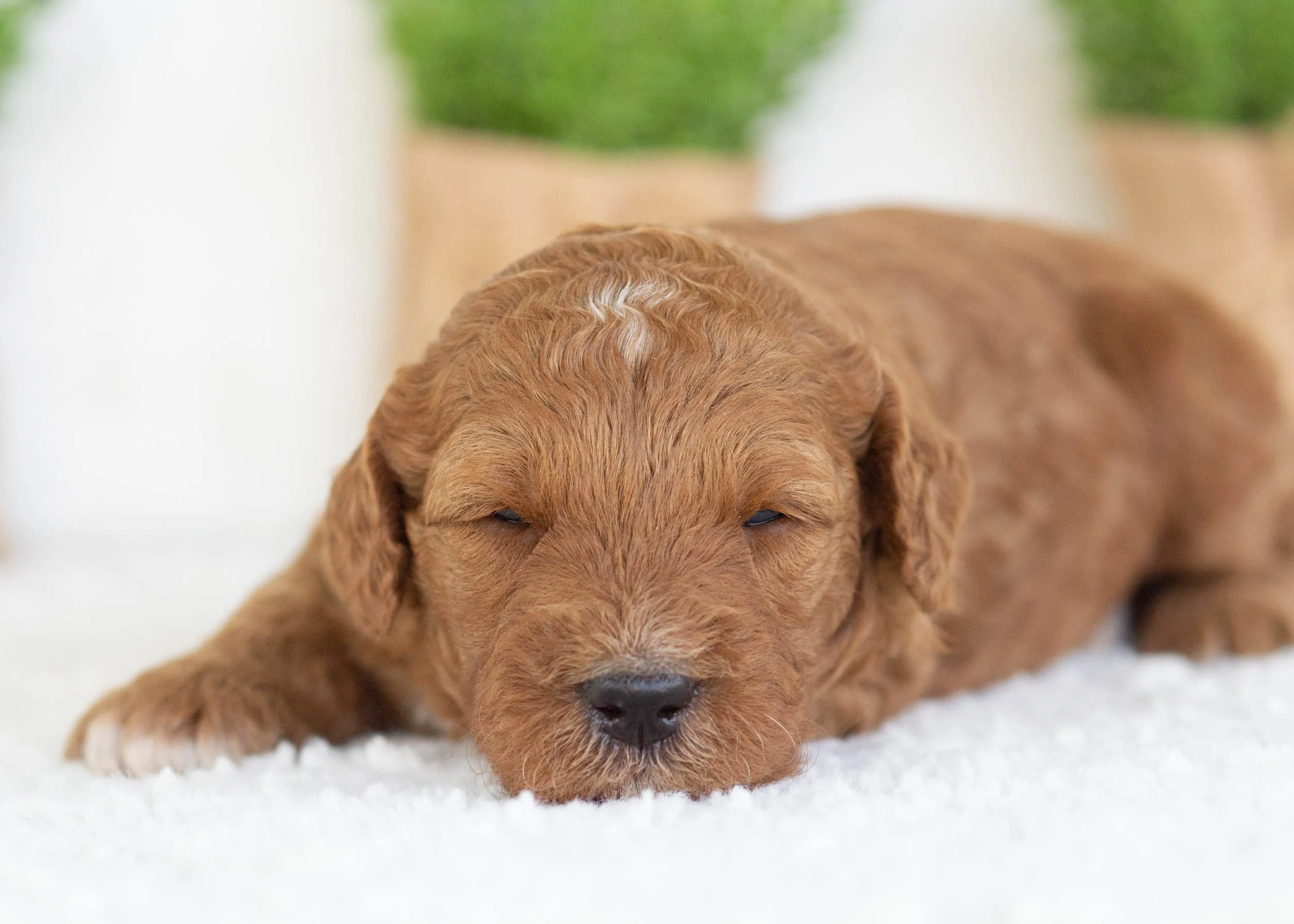 Funnel Cake Goldendoodle for sale(1).jpg