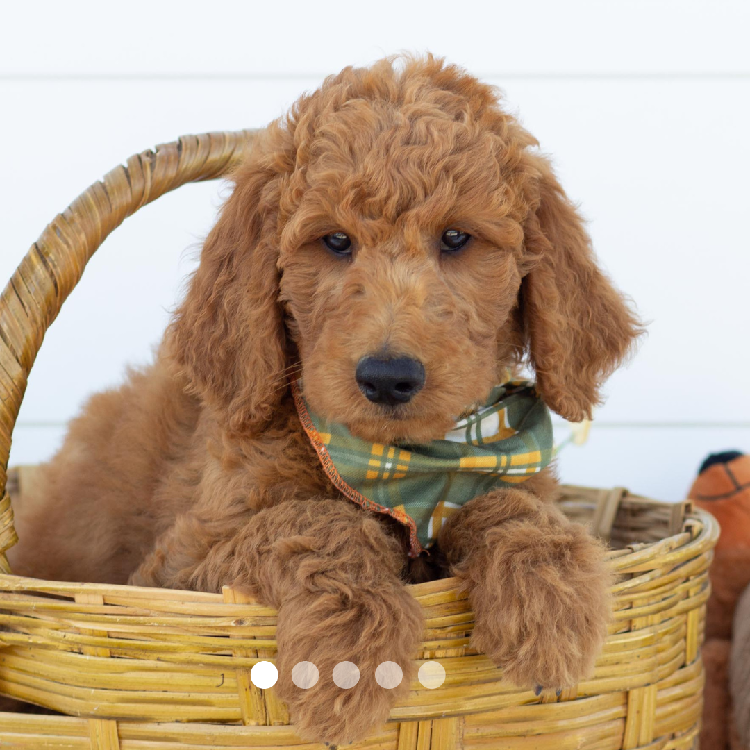 Copy of FBP Design.png