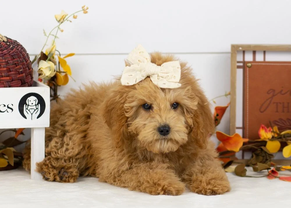 Nelson 8-12-25 Bella 5.10.jpg