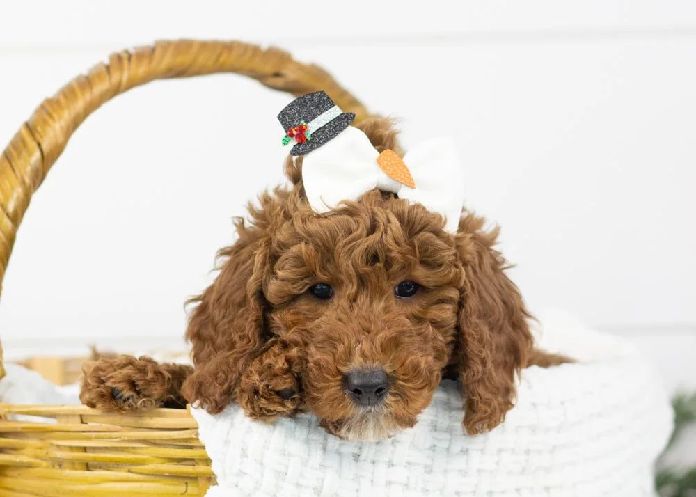 Capri goldendoodle for sale(2).jpg