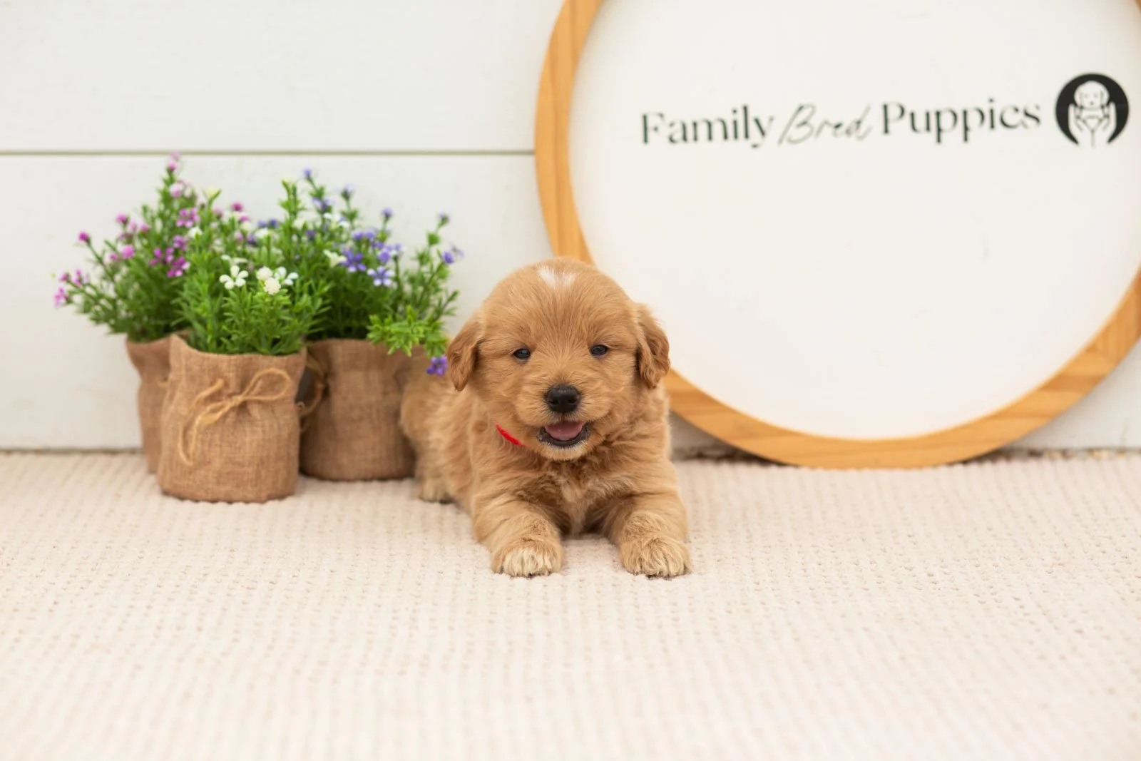 Emilia goldendoodle for sale(2).jpg
