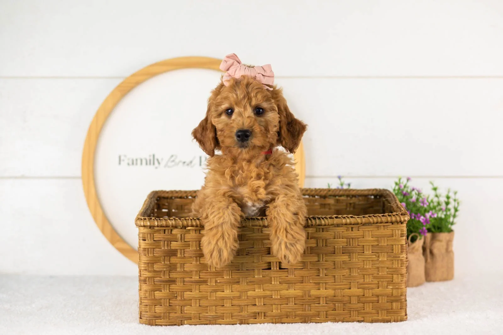 Savannah goldendoodle for sale(4).jpg