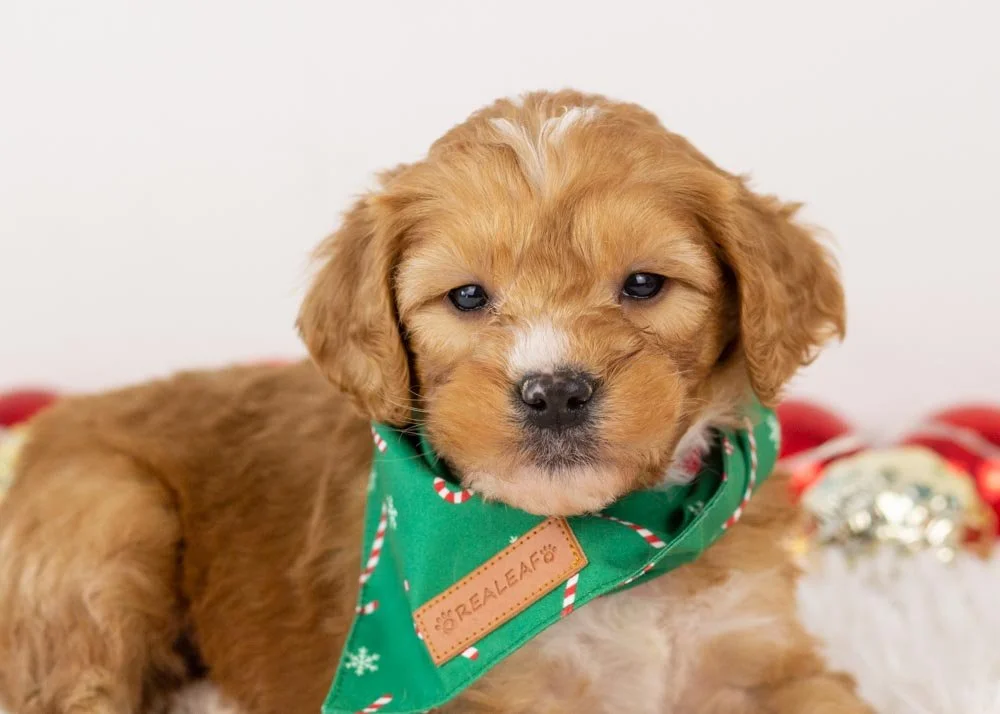 Walnut Goldendoodle for sale(2).jpg