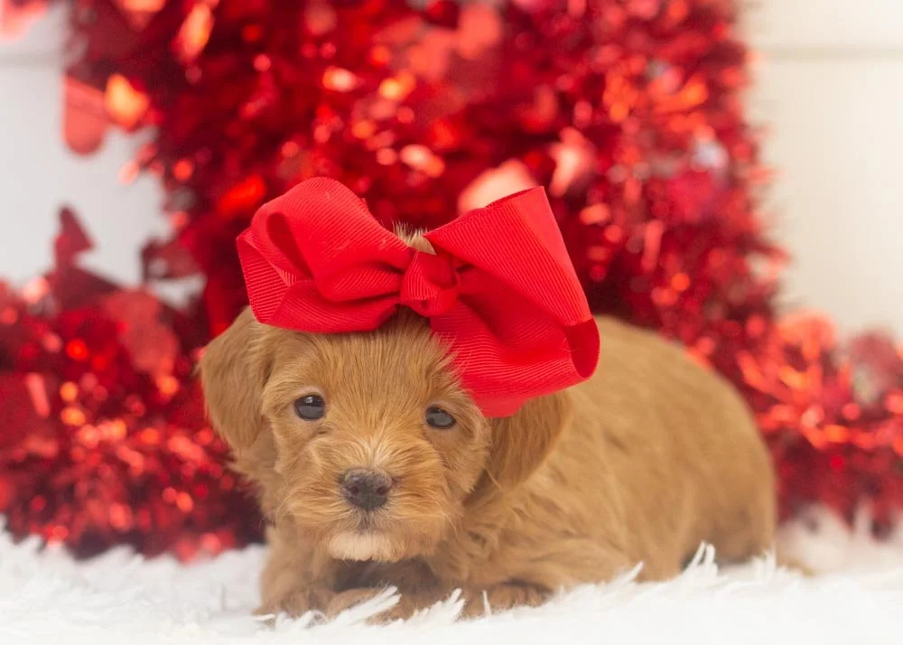 Doug 12-20-25 Eleven 2.22.jpg