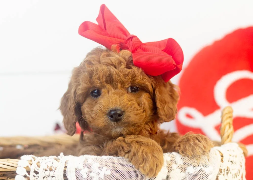 goldendoodle for sale