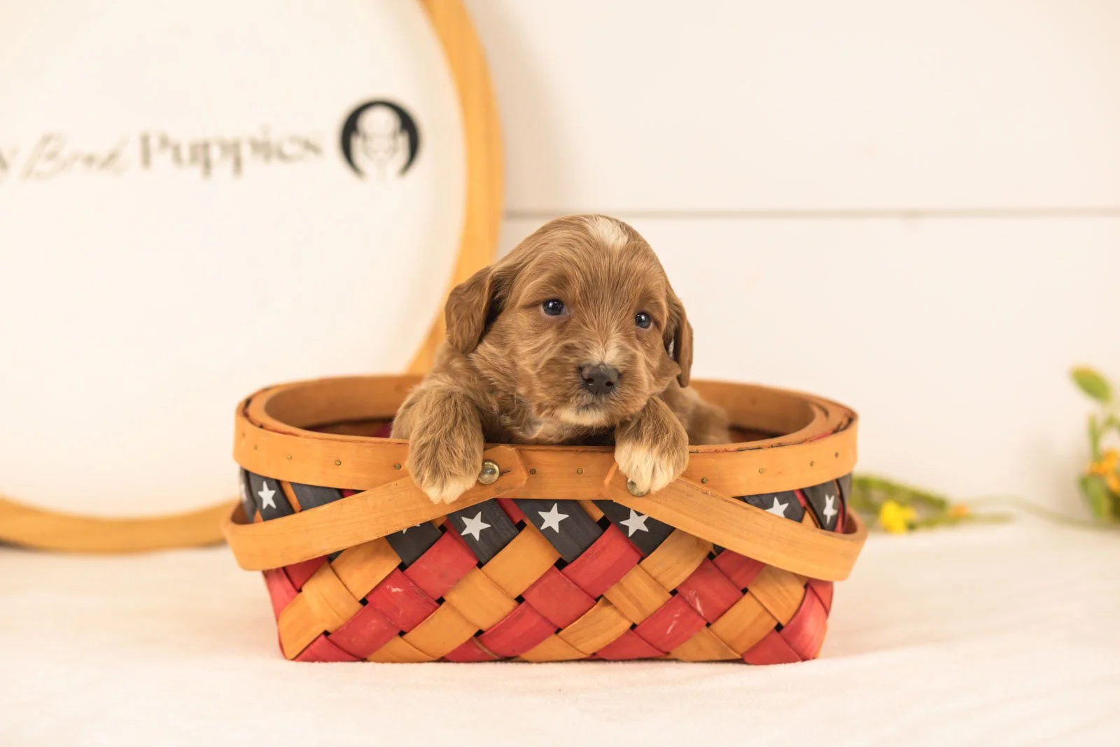 Veah goldendoodle for sale(4).jpg