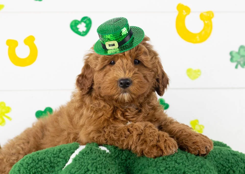 brody goldendoodle for sale.jpg