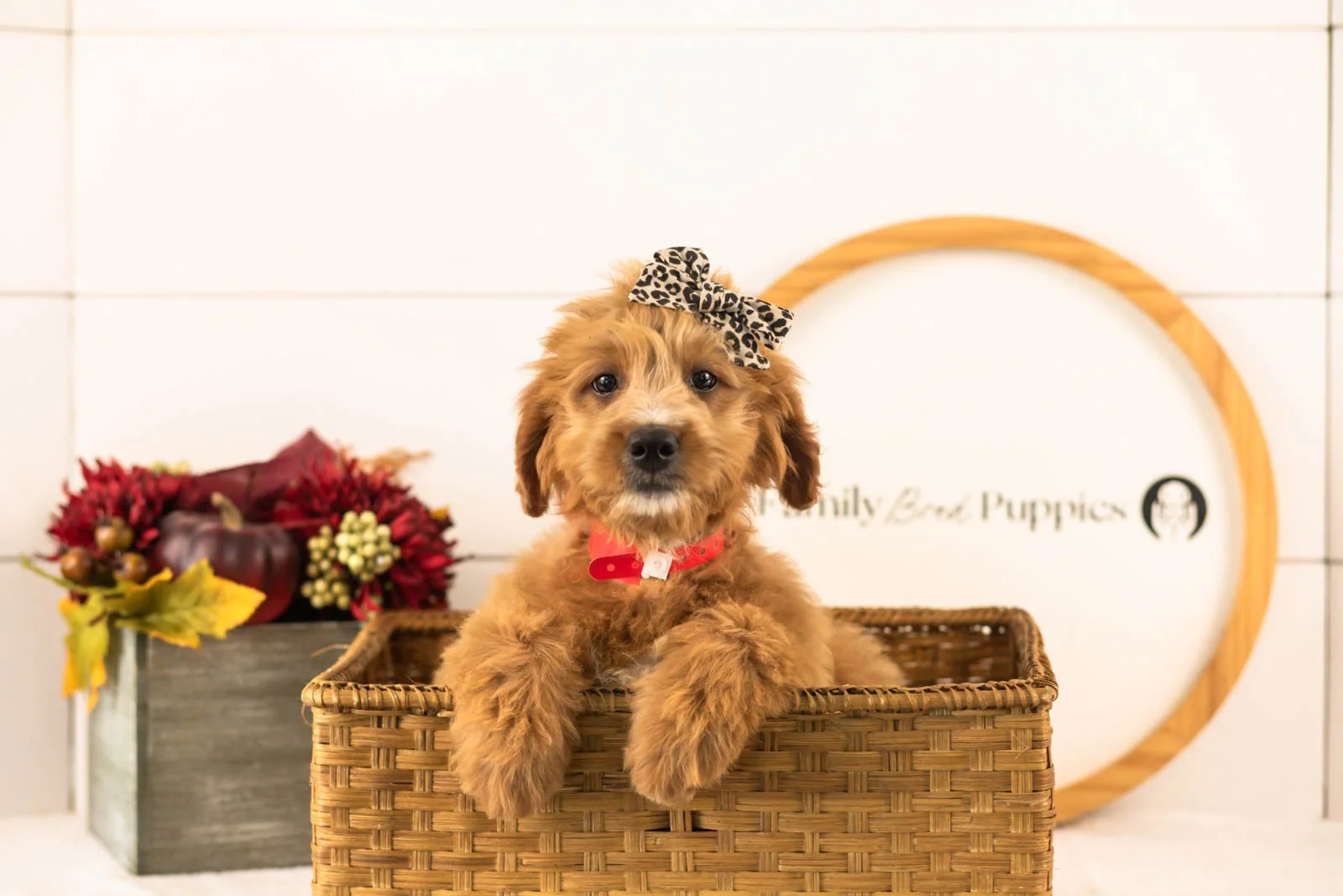 Holly goldendoodle for sale.jpg