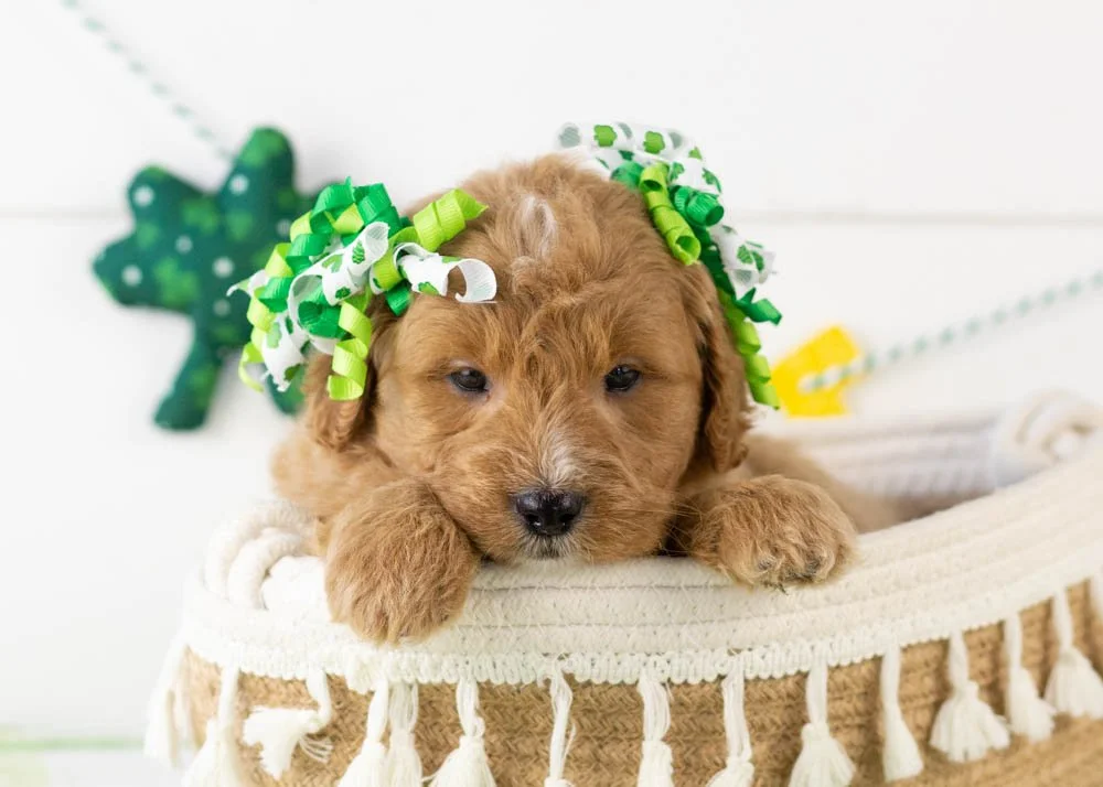 Java goldendoodle for sale(1).jpg