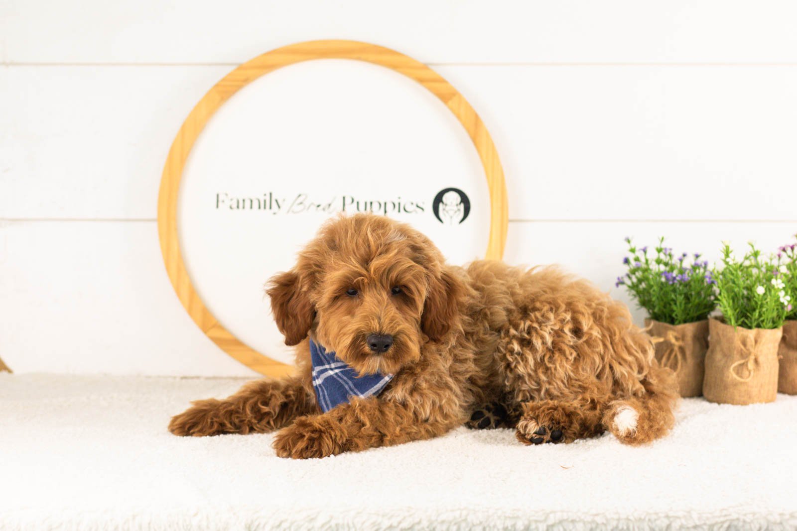 Roscoe goldendoodle for adoption(1).jpg