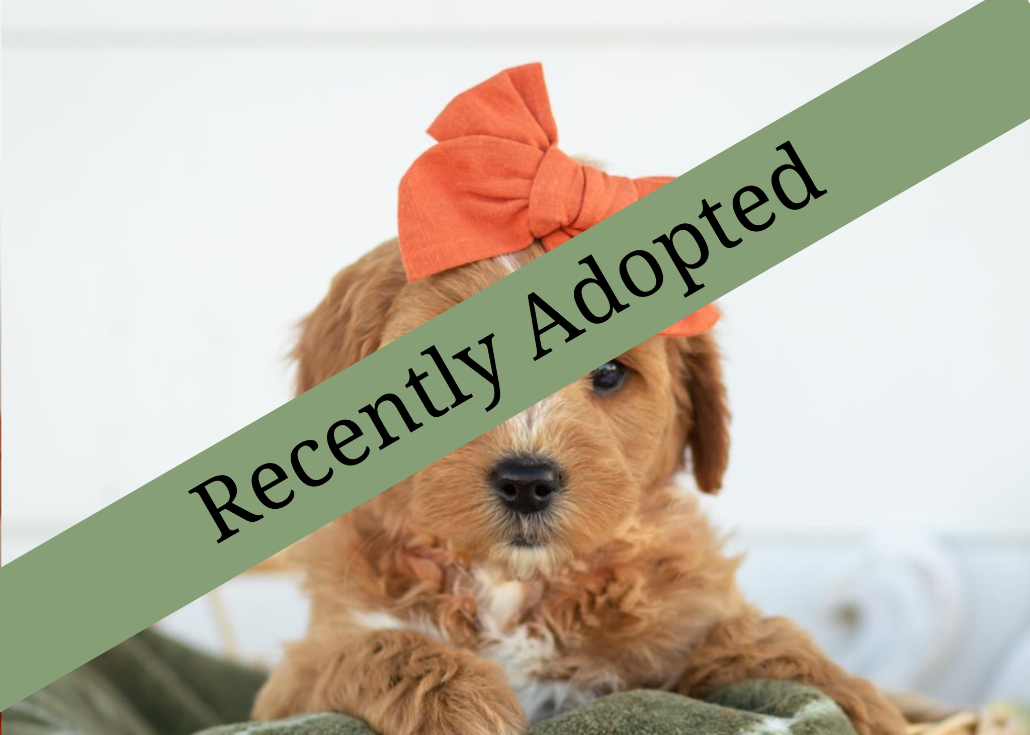 goldendoodle for sale