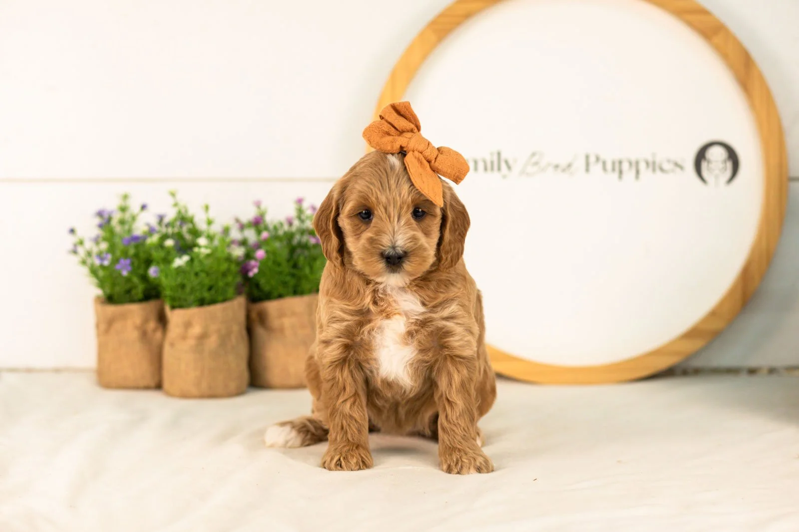 Rain goldendoodle for sale.jpg