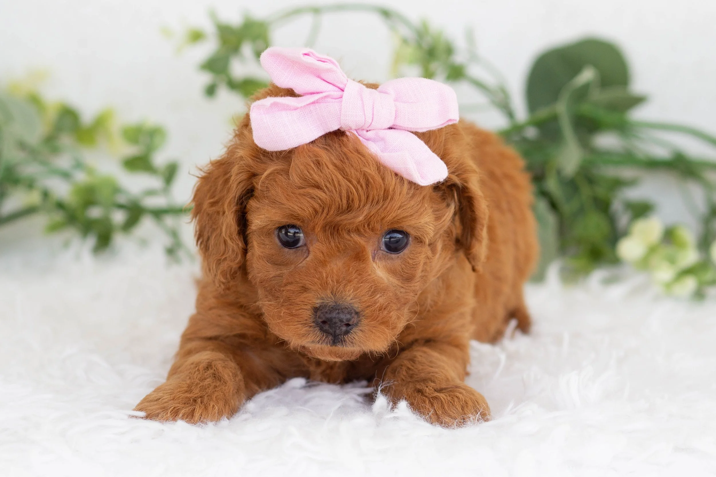 Olive Goldendoodle for sale.jpg