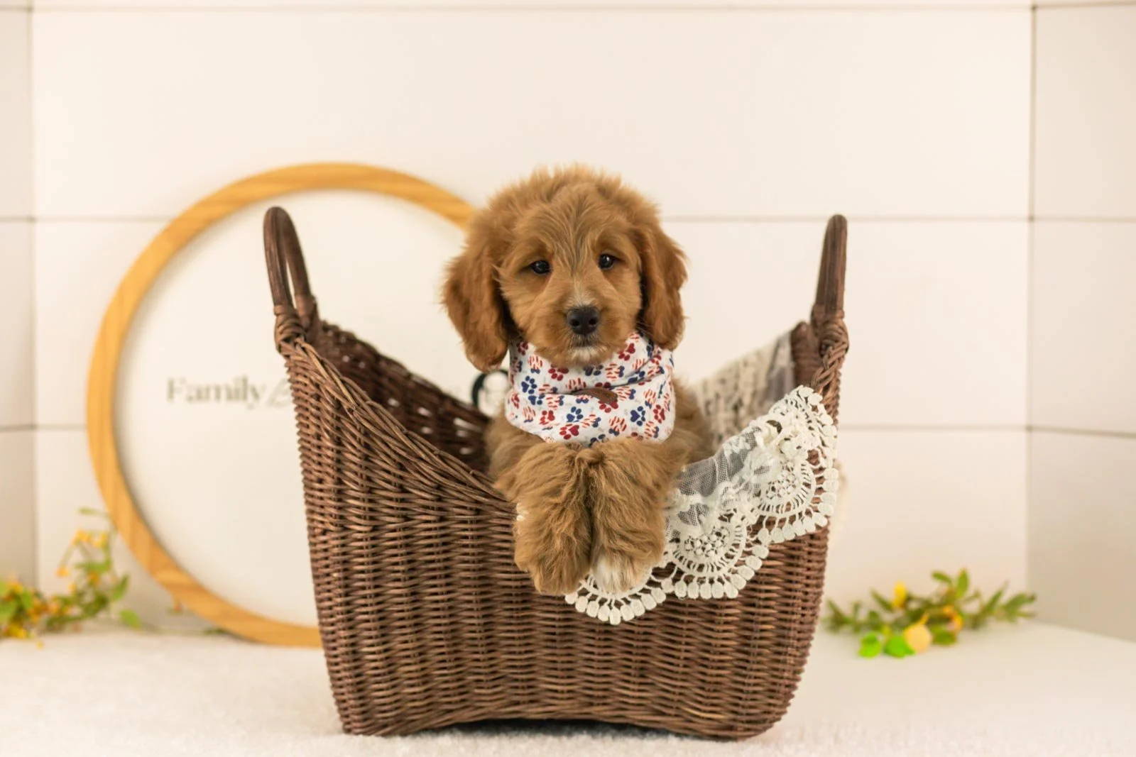 Munster goldendoodle for sale(4).jpg