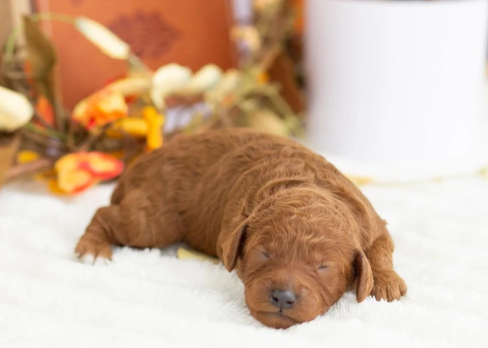 Martha May Goldendoodle for sale(1).jpg
