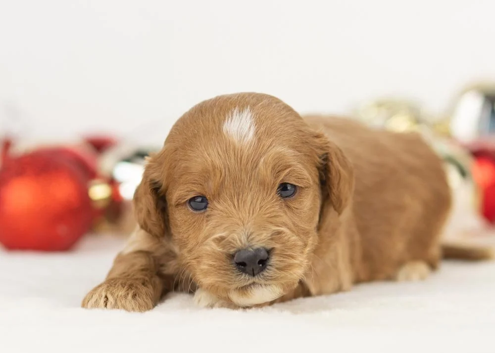Boone goldendoodle for sale(2).jpg
