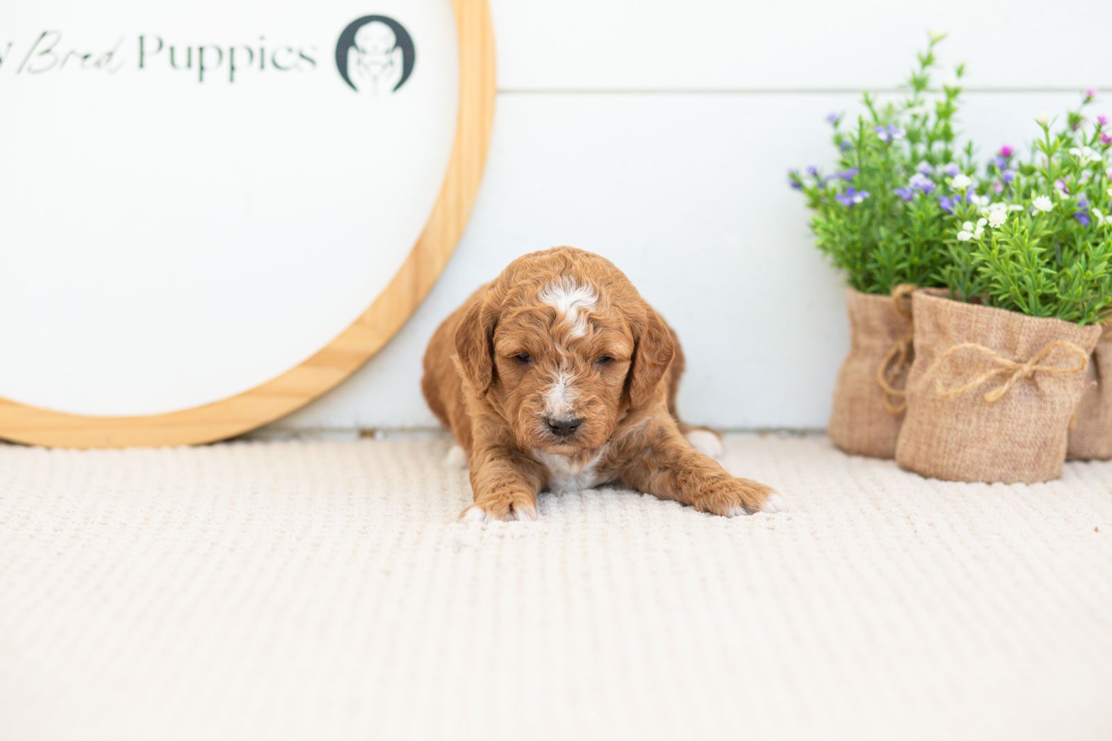 Sunny golendoodle for sale.jpg