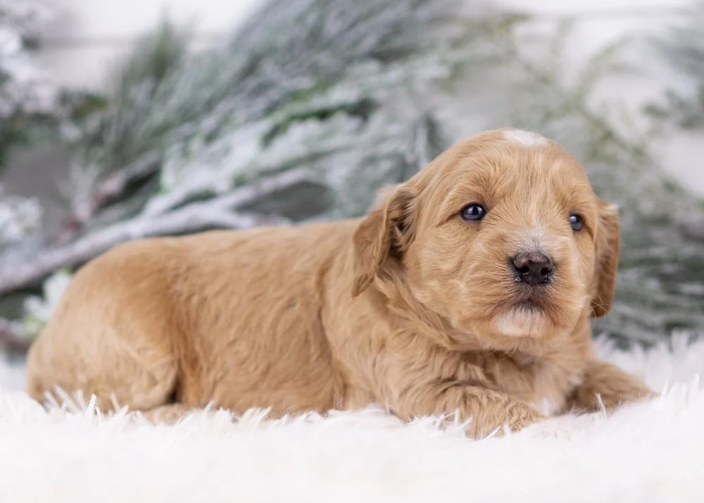 Nessa goldendoodle for sale(1).jpg