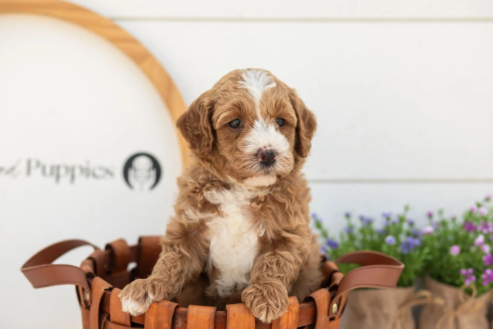 Mack goldendoodle for sale(3).jpg