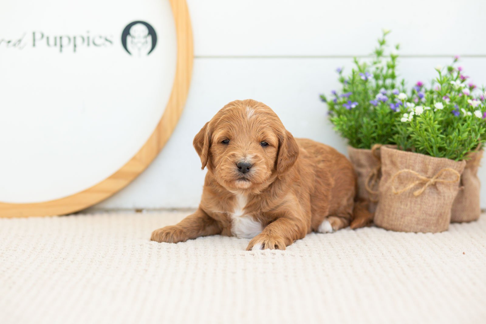 Stormy golendoodle for sale(2).jpg