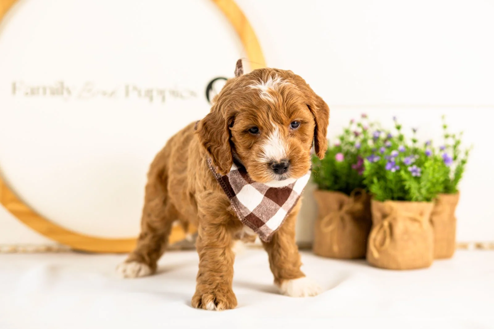 gouda goldendoodle for sale(2).jpg