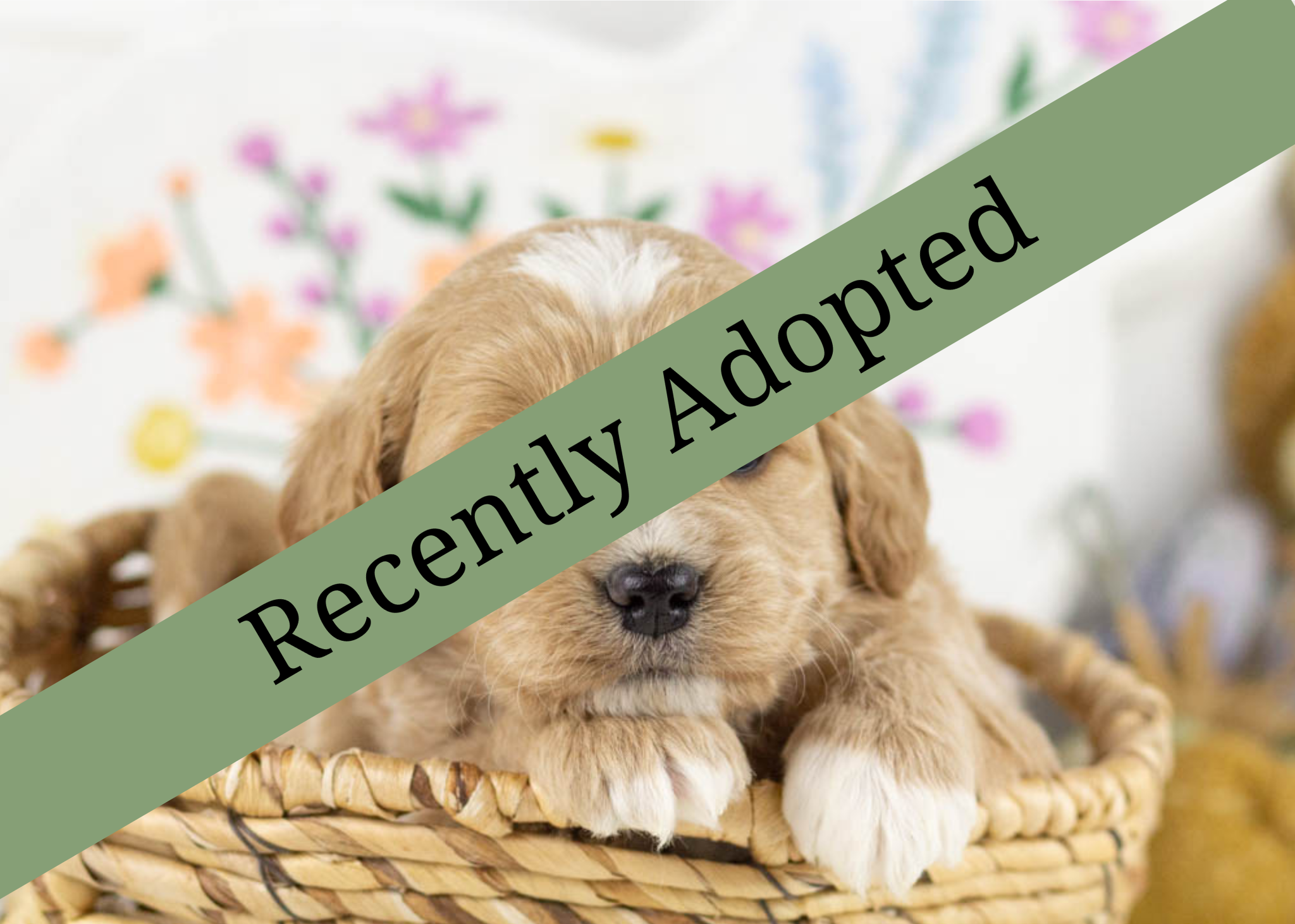 goldendoodle for sale