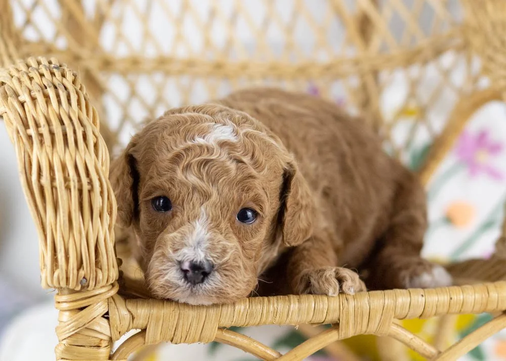 miles goldendoodle for sale(1).jpg
