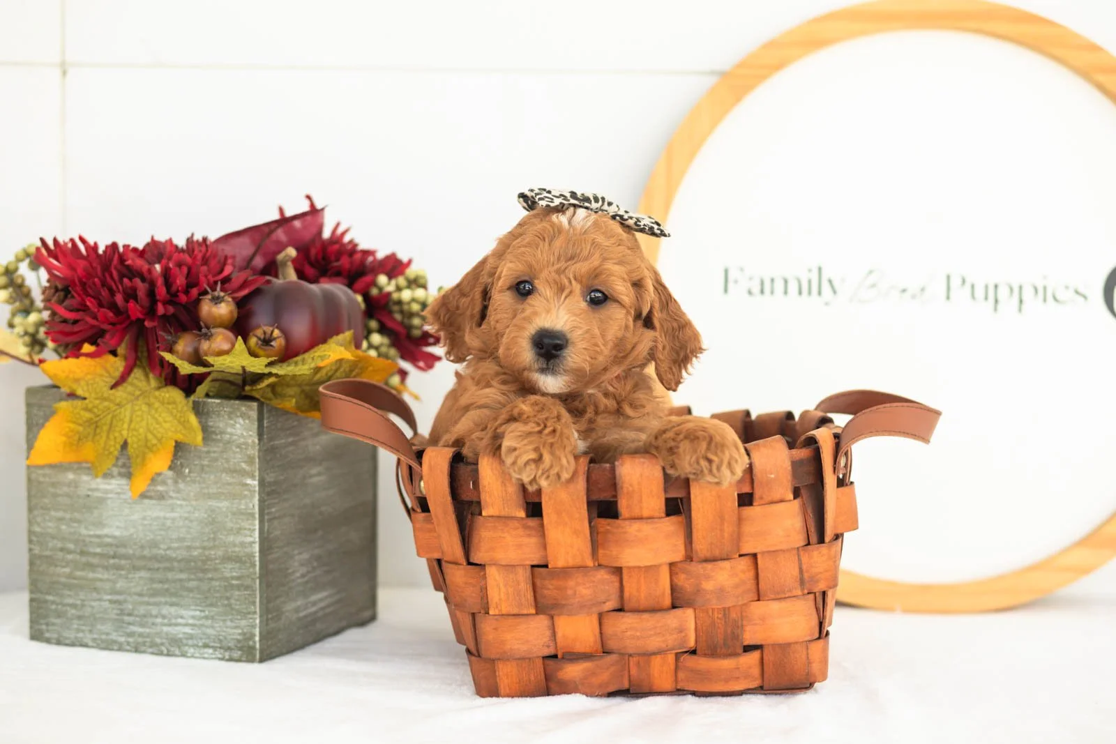 Satin goldendoodle for sale(1).jpg