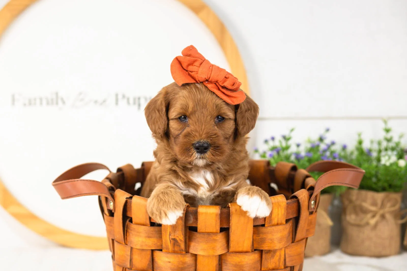 Clarity goldendoodle for sale(3).jpg
