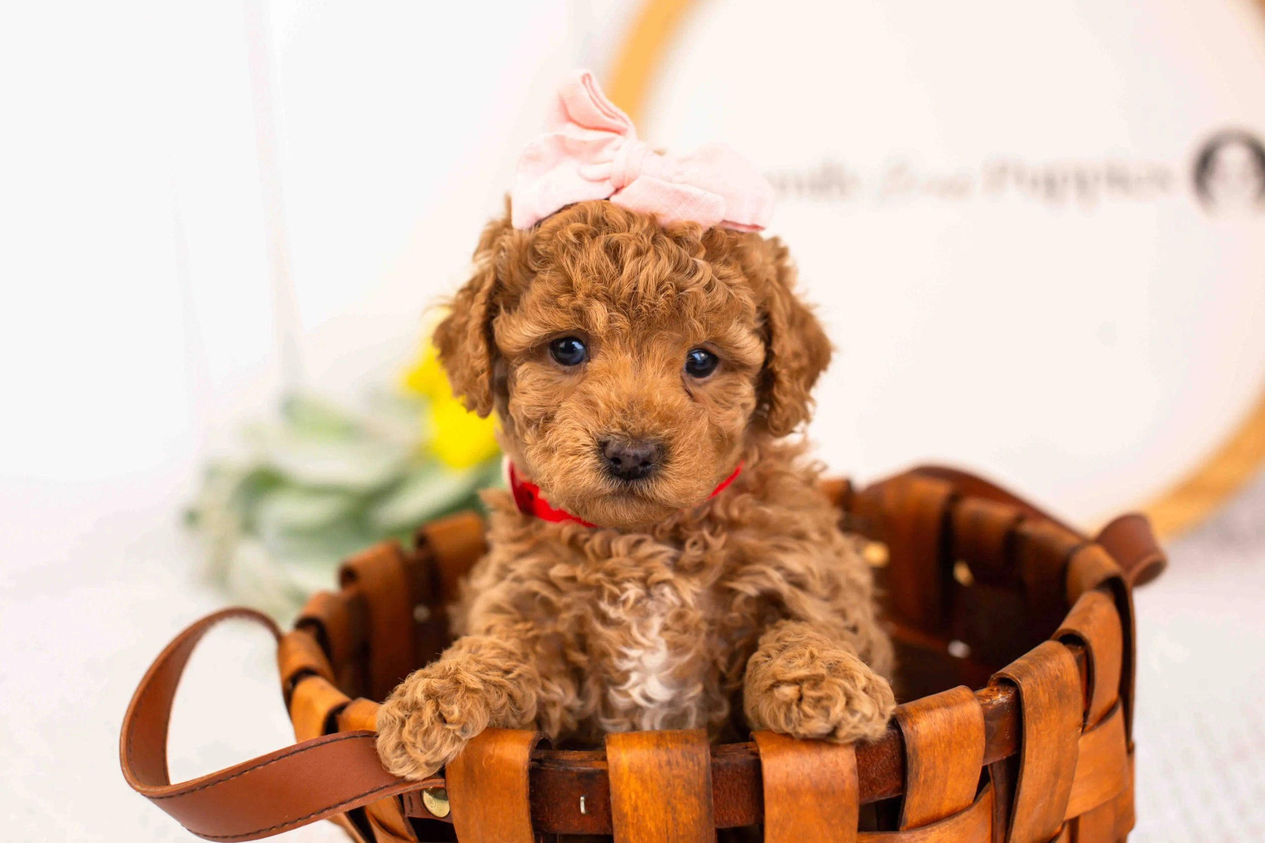 Ariel goldendoodle for sale(4).jpg