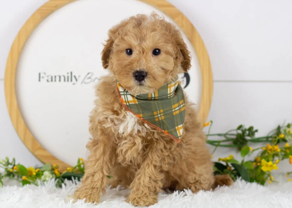 Everest goldendoodle for sale.jpg